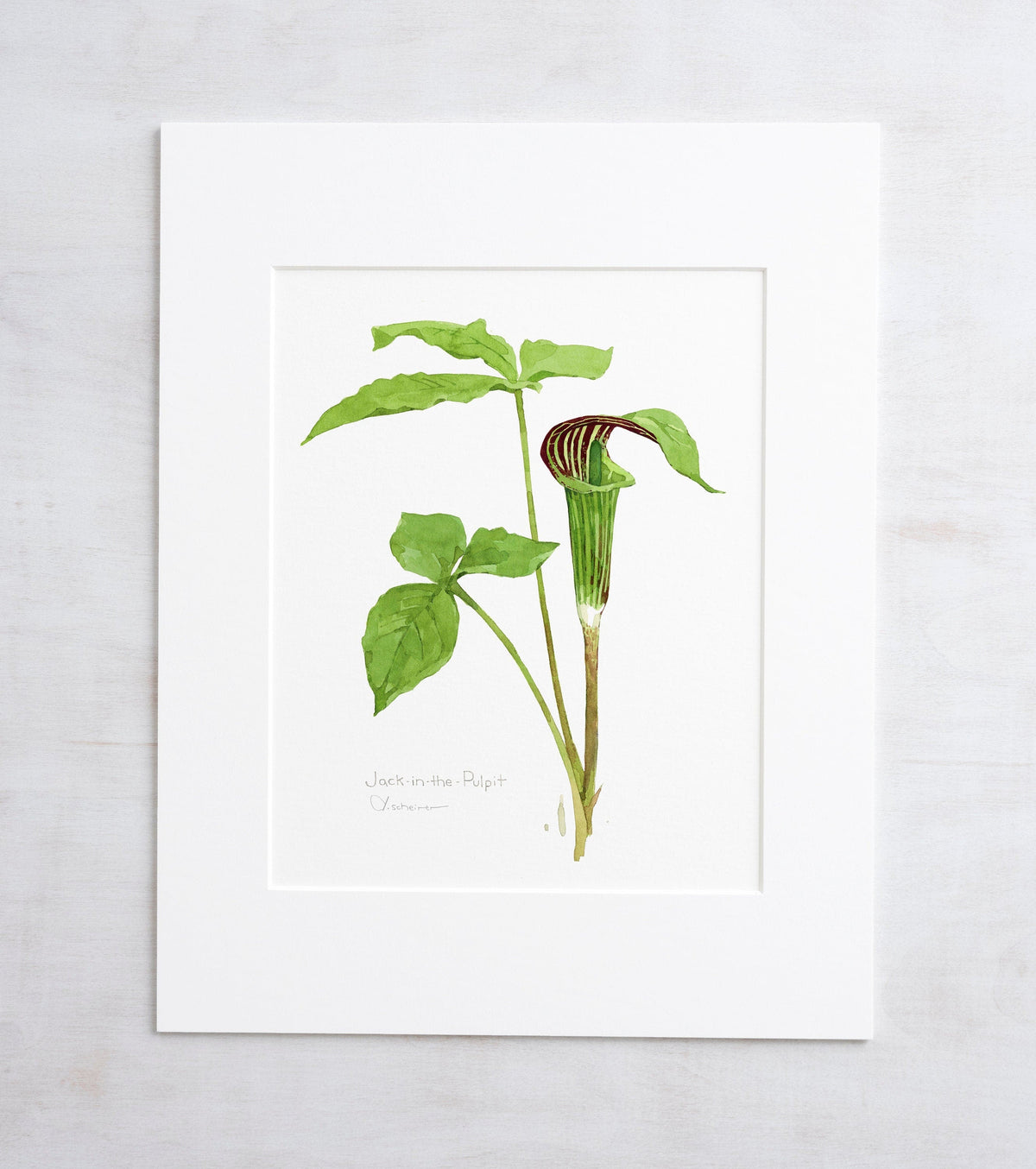 Botanical watercolor print of a jack-in-the-pulpit wildflower, matted to 11 by 14 inches