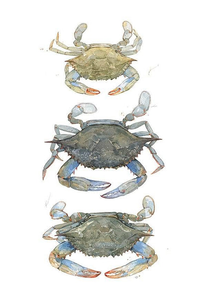 Blue Crabs Watercolor Painting Print: 8x10 (11x14 mat)