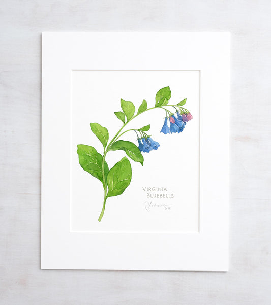 Botanical watercolor print of Virginia bluebells, 11 by 14 inches unmatted